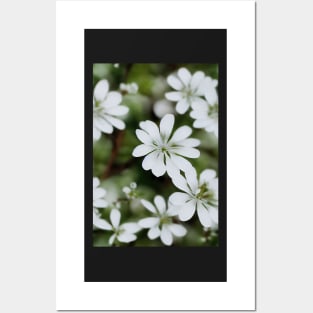 Beautiful White Flowers, for all those who love nature #135 Posters and Art